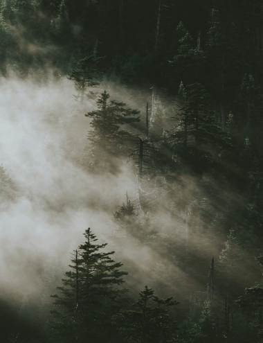 sustainability-hero-foggy-forest-nature
